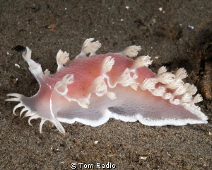 Tritonia diomedea
Seattle, WA, U.S.A. by Tom Radio 
